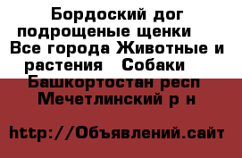 Бордоский дог подрощеные щенки.  - Все города Животные и растения » Собаки   . Башкортостан респ.,Мечетлинский р-н